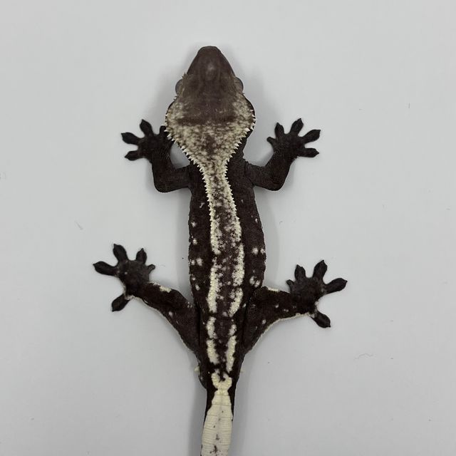 아잔틱