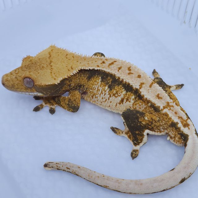 트라이