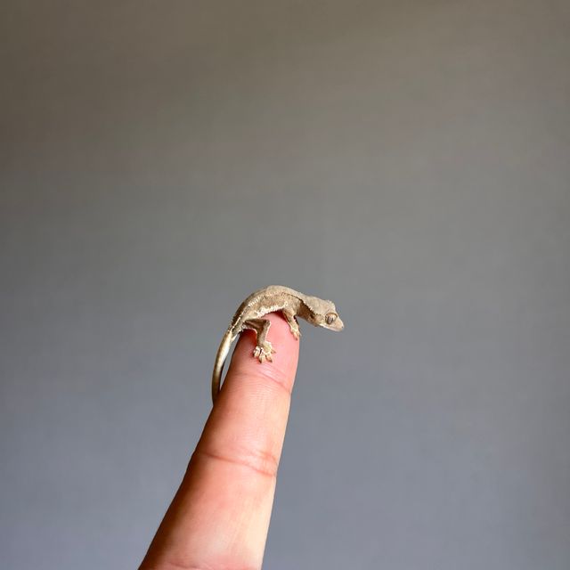 레드 팬텀 릴리화이트