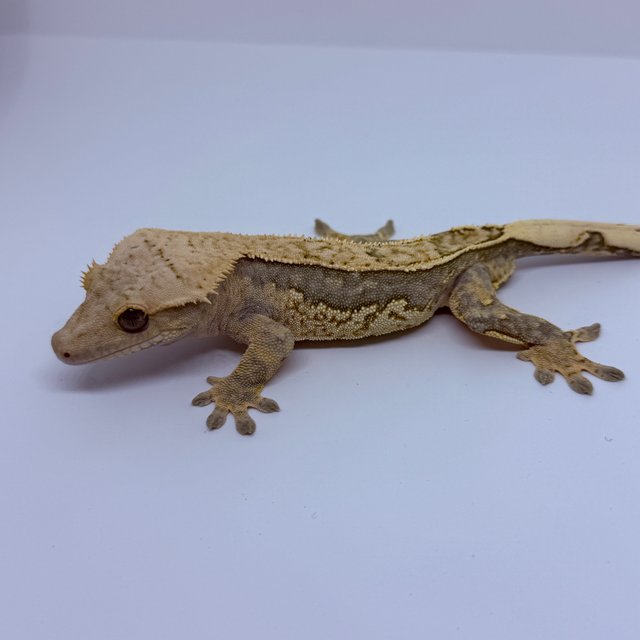 쿼드 풀핀 트라이