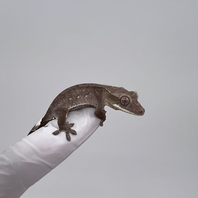 아잔틱