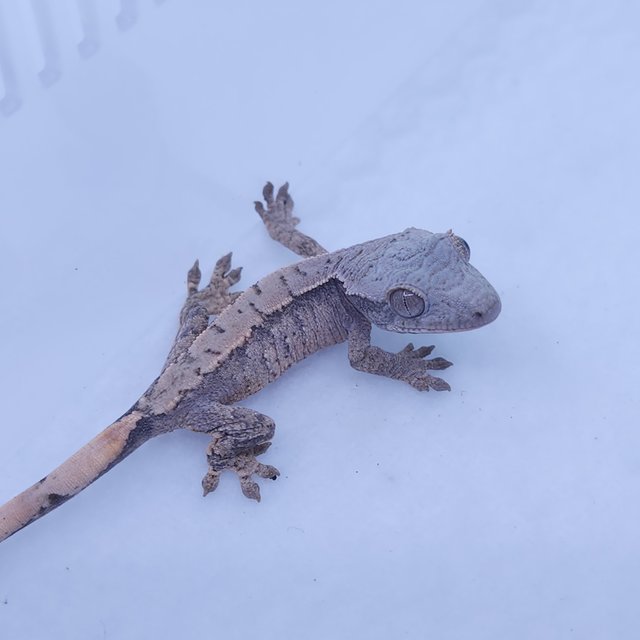 레드 드리피 화이트스팟