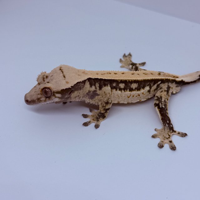 쿼드 풀핀 트라이