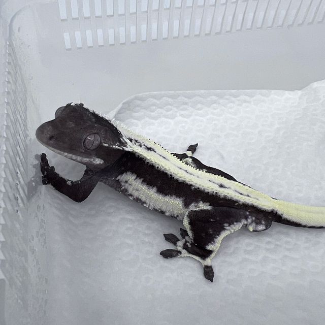 릴잔틱