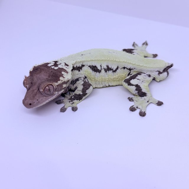 프라푸치노 100%헷아잔틱 카푸치노 릴리화이트 릴리100%헷아잔틱