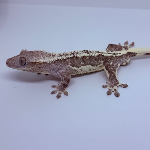 릴잔틱 릴리화이트 아잔틱