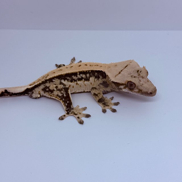 쿼드 풀핀 트라이