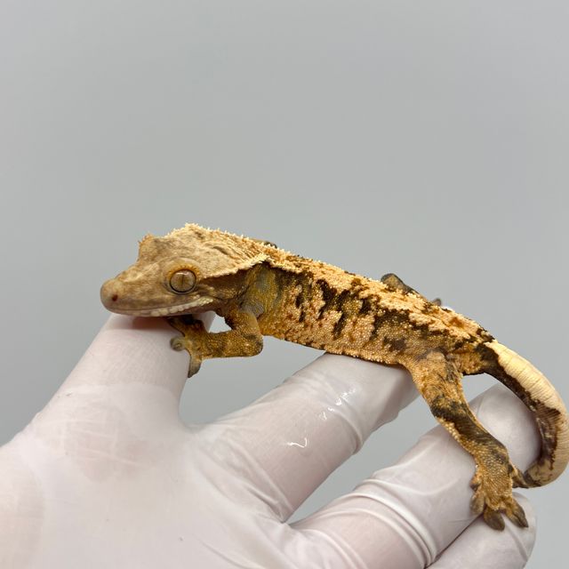 트라이