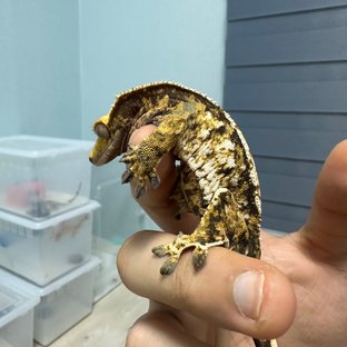 익스트림할리퀸 트라이