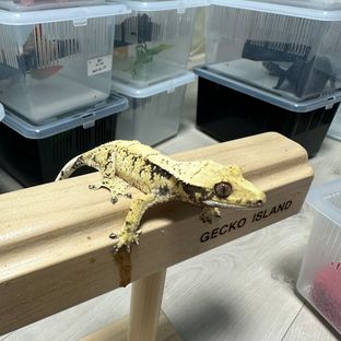 옐로우 노멀 화이트스팟