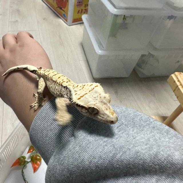 트라이 익스트림할리퀸 화이트스팟