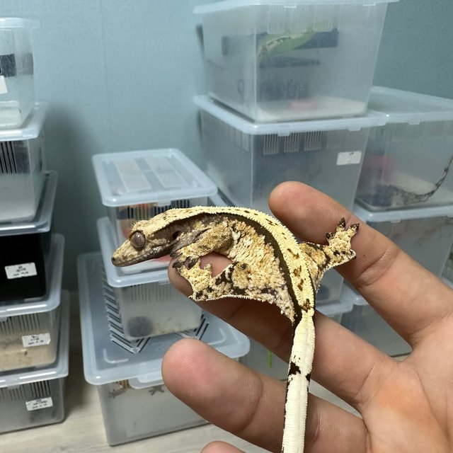 화이트스팟 노멀