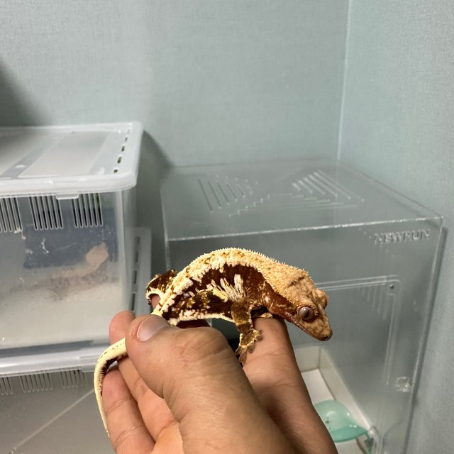 레드 릴리화이트