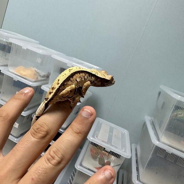 화이트스팟 노멀