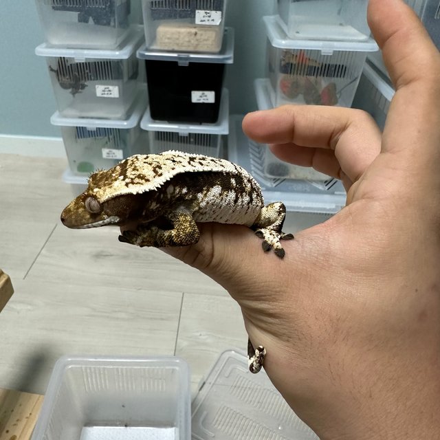 트라이 익스트림할리퀸