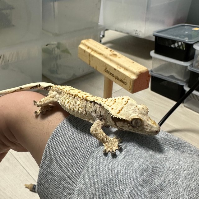 트라이 익스트림할리퀸 화이트스팟