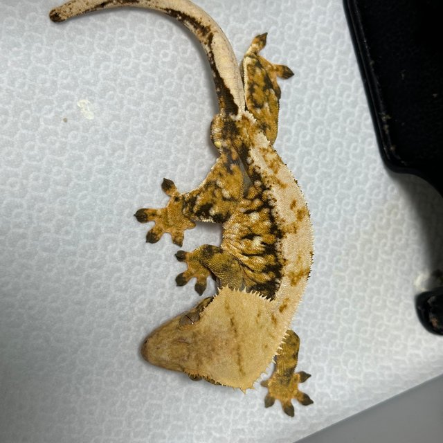 트라이 익스트림할리퀸