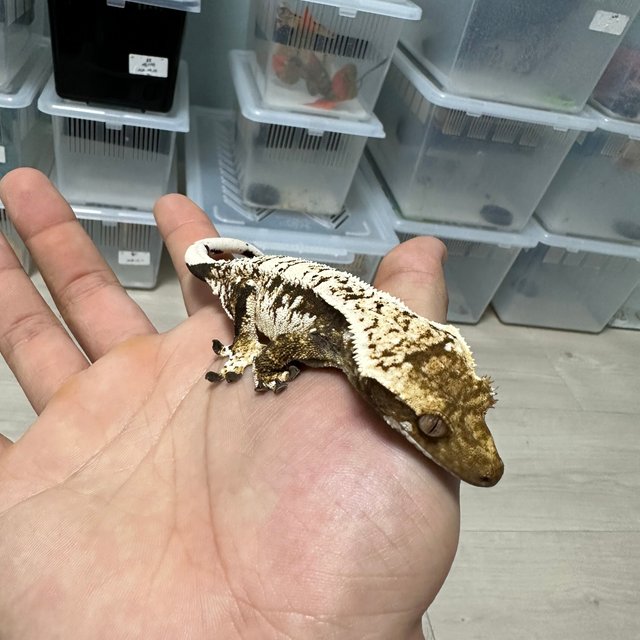 트라이 익스트림할리퀸