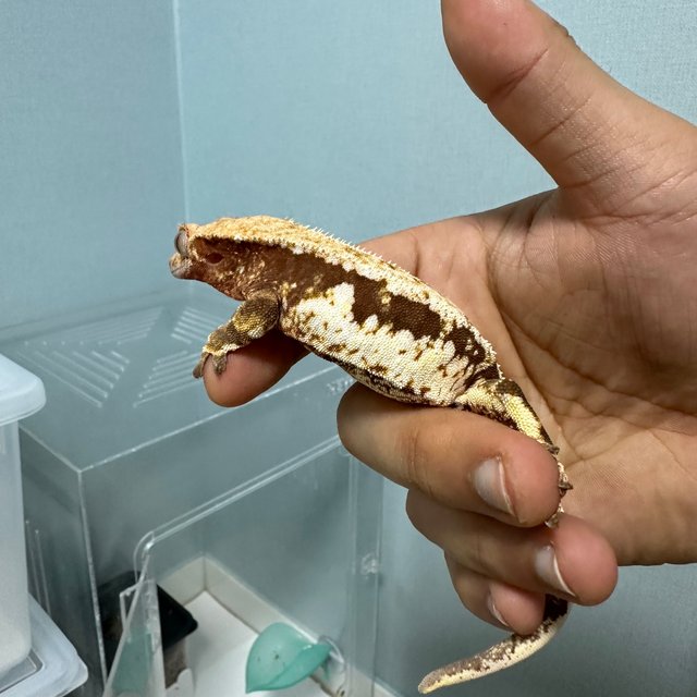 레드 릴리화이트