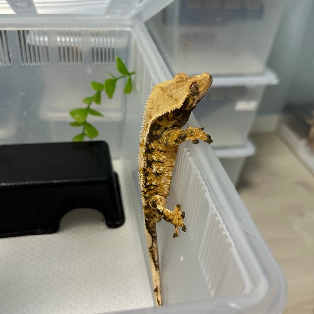 트라이 익스트림할리퀸