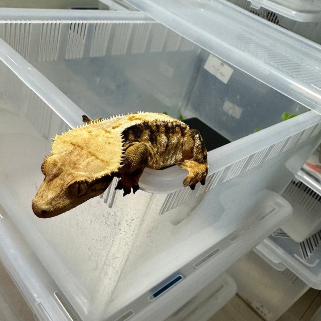 트라이 익스트림할리퀸