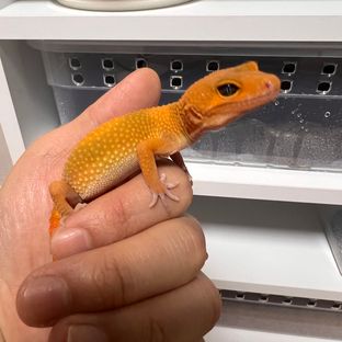 블러드 만다린