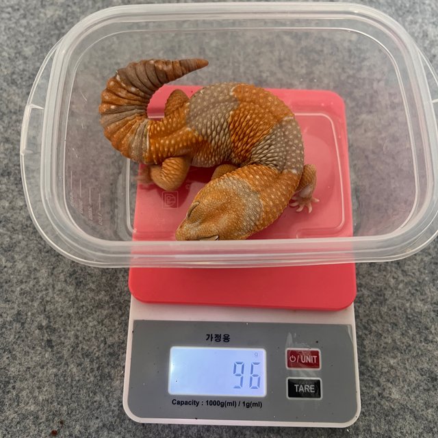 아멜라니스틱 헷 오레오