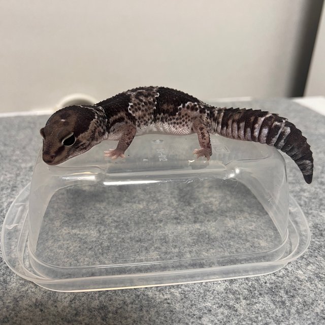 오레오 헷 아멜라니스틱