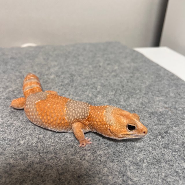 아멜라니스틱 헷 오레오