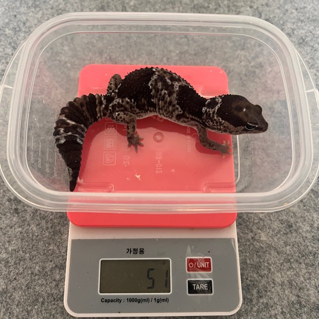 오레오 헷 아멜라니스틱