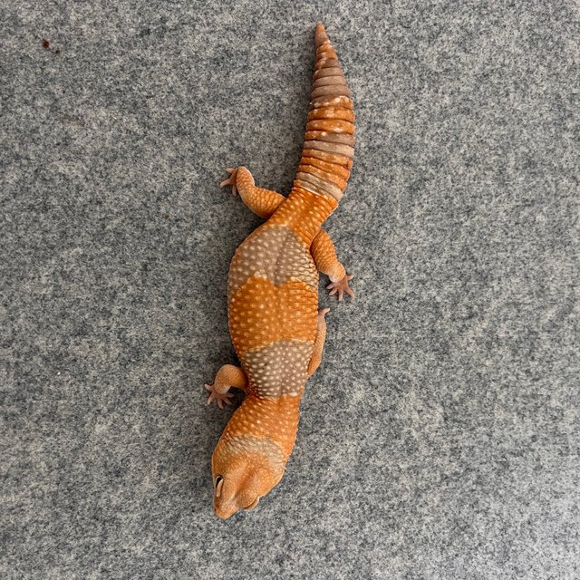 아멜라니스틱 헷 오레오