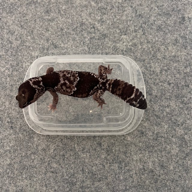 오레오 헷 아멜라니스틱