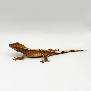 노멀 할리퀸 익스트림할리퀸 트라이 텐저린