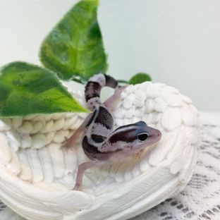 오레오 헷 카라멜