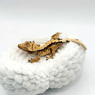 노멀 트라이 익스트림할리퀸