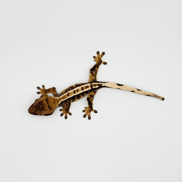 노멀 트라이 익스트림할리퀸