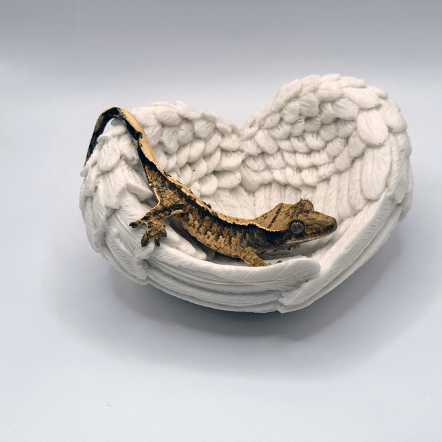 노멀 트라이 익스트림할리퀸