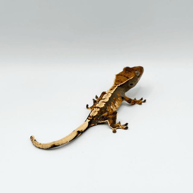 노멀 할리퀸 익스트림할리퀸 트라이 텐저린