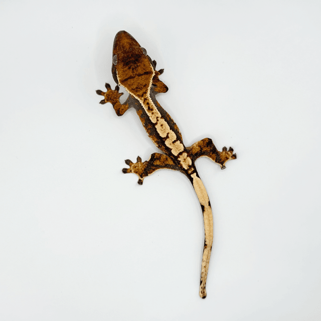 노멀 할리퀸 익스트림할리퀸 트라이 텐저린