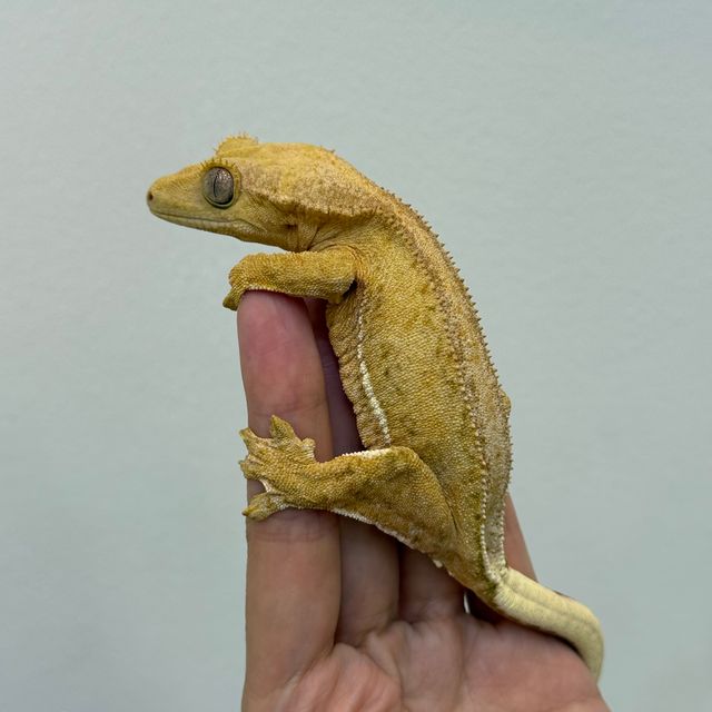 릴리화이트 팬텀 크림