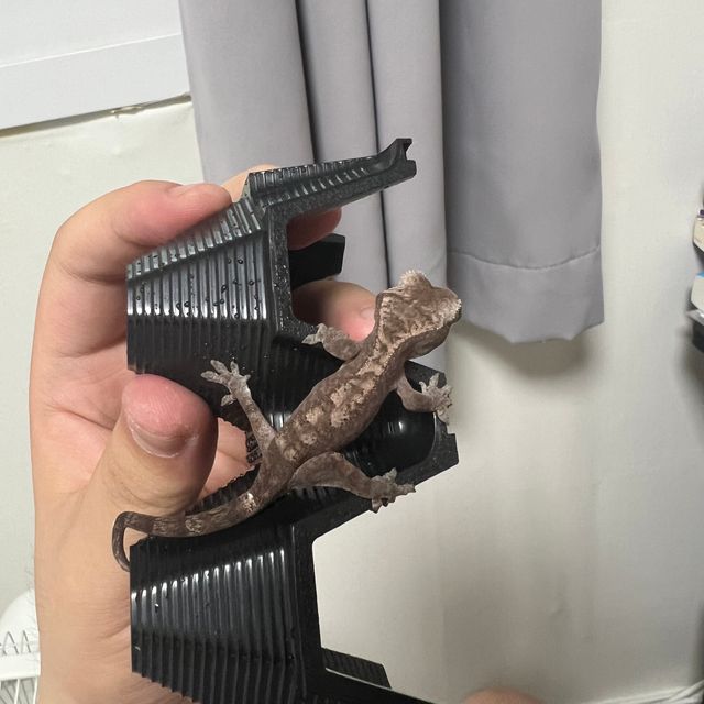 루왁