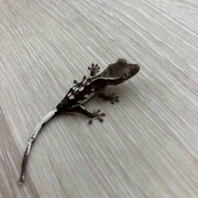 릴잔틱