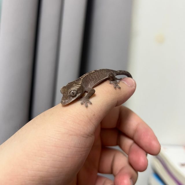 루왁