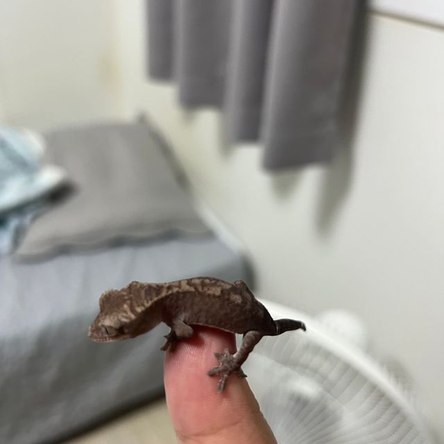 루왁