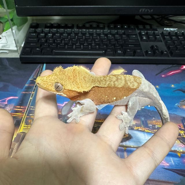 레드 바이