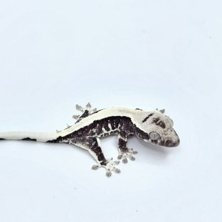 릴잔틱