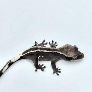 아잔틱