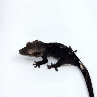 아잔틱