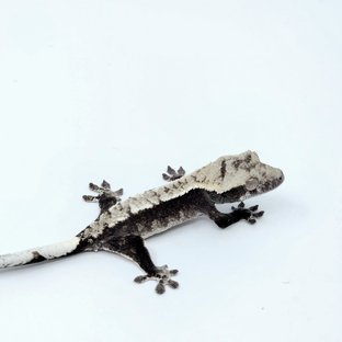 아잔틱