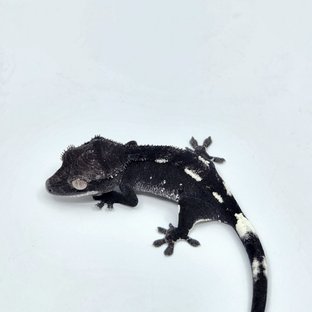 아잔틱
